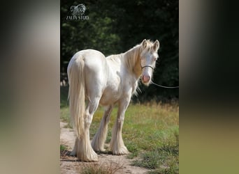 Gypsy Horse, Stallion, 2 years, Cremello