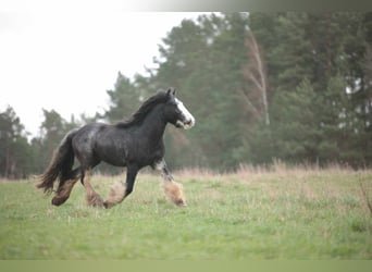 Gypsy Horse, Stallion, 3 years, 13.2 hh, Gray-Blue-Tan