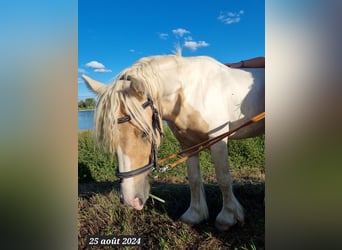 Gypsy Horse, Stallion, 3 years, 13,2 hh, Palomino