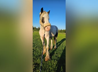 Gypsy Horse, Stallion, 3 years, 13 hh