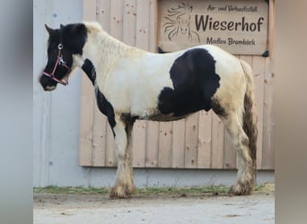 Gypsy Horse, Stallion, 3 years, 14.1 hh, Pinto