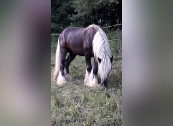 Gypsy Horse, Stallion, 3 years, 14.2 hh