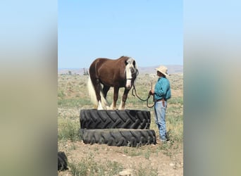 Gypsy Horse, Stallion, 3 years, 14.2 hh