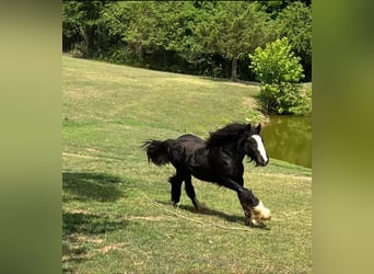 Gypsy Horse, Stallion, 3 years, 15 hh, Black