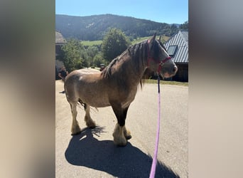 Gypsy Horse, Stallion, 3 years, 15 hh, Buckskin