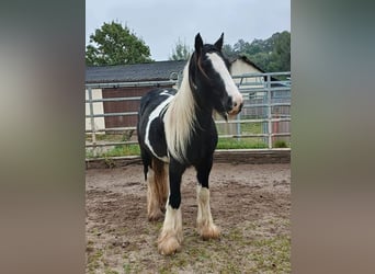 Gypsy Horse, Stallion, 3 years, 15 hh, Tobiano-all-colors