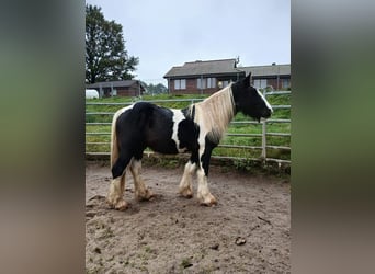 Gypsy Horse, Stallion, 3 years, 15 hh, Tobiano-all-colors