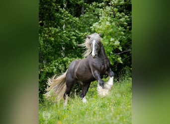 Gypsy Horse, Stallion, 4 years, 14.1 hh