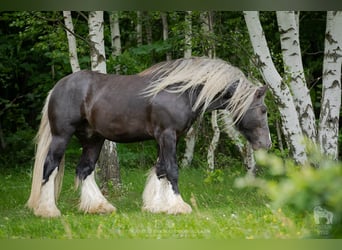 Gypsy Horse, Stallion, 4 years, 14.1 hh