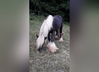 Gypsy Horse, Stallion, 4 years, 14.1 hh, Chestnut