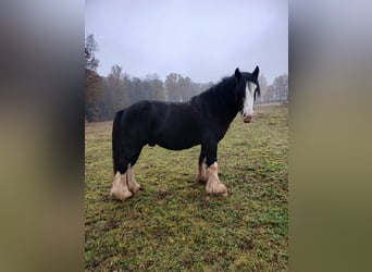 Gypsy Horse, Stallion, 4 years, 14,1 hh, Sabino