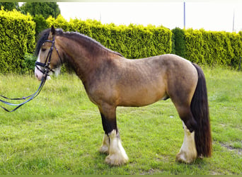 Gypsy Horse, Stallion, 4 years, 14,2 hh, Buckskin