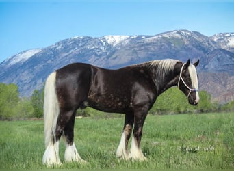Gypsy Horse, Stallion, 4 years, 14.2 hh