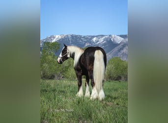 Gypsy Horse, Stallion, 4 years, 14.2 hh