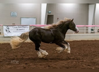 Gypsy Horse, Stallion, 4 years, Brown