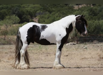 Gypsy Horse, Stallion, 4 years, Pinto
