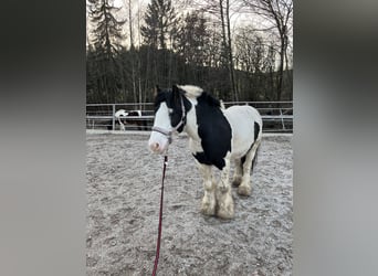 Gypsy Horse, Stallion, 5 years, 13.1 hh, Pinto