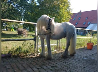 Gypsy Horse, Stallion, 5 years, 13 hh, Sabino