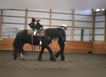 Gypsy Horse, Stallion, 5 years, 14.1 hh, Black