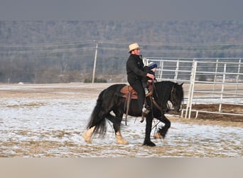 Gypsy Horse, Stallion, 5 years, 14.1 hh, Black