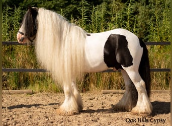 Gypsy Horse, Stallion, 5 years, 14,3 hh, Tobiano-all-colors