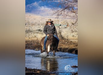 Gypsy Horse, Stallion, 5 years, 14 hh, Buckskin