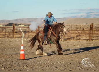 Gypsy Horse, Stallion, 5 years, 14 hh, Buckskin