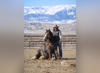 Gypsy Horse, Stallion, 5 years, 14 hh, Buckskin