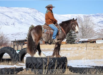 Gypsy Horse, Stallion, 5 years, 14 hh, Buckskin