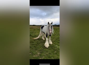 Gypsy Horse, Stallion, 5 years, 15 hh, Tobiano-all-colors