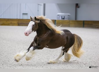 Gypsy Horse, Stallion, 5 years, Brown
