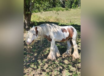 Gypsy Horse, Stallion, 6 years, 12.1 hh, Pinto