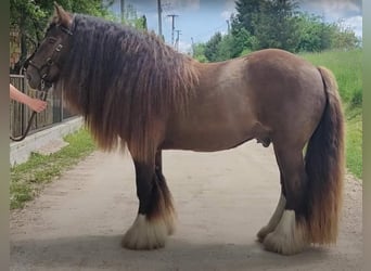 Gypsy Horse, Stallion, 6 years, 14,1 hh, Black