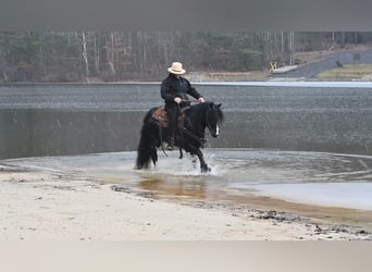 Gypsy Horse, Stallion, 6 years, 14.1 hh, Black