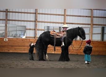 Gypsy Horse, Stallion, 6 years, 14.1 hh, Black