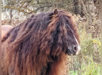 Gypsy Horse, Stallion, 6 years, 14,1 hh, Smoky-Black