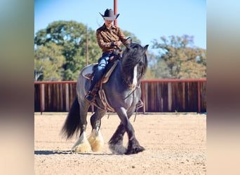 Gypsy Horse, Stallion, 6 years, 14.3 hh, Roan-Blue
