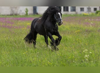 Gypsy Horse, Stallion, 6 years, 14,3 hh, Black