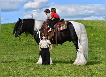 Gypsy Horse, Stallion, 6 years, 14,3 hh