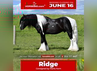 Gypsy Horse, Stallion, 6 years, 14,3 hh