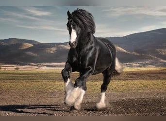 Gypsy Horse Mix, Stallion, 6 years, 15,1 hh, Tobiano-all-colors