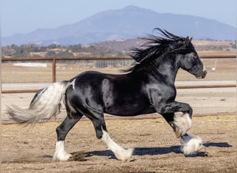 Gypsy Horse Mix, Stallion, 6 years, 15,1 hh, Tobiano-all-colors