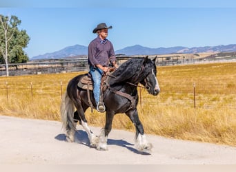 Gypsy Horse Mix, Stallion, 6 years, 15,1 hh, Tobiano-all-colors