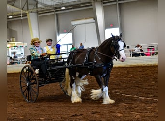 Gypsy Horse, Stallion, 6 years, Brown