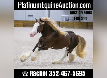 Gypsy Horse, Stallion, 6 years, Brown