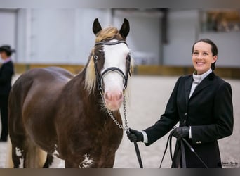 Gypsy Horse, Stallion, 6 years, Brown