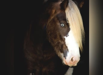 Gypsy Horse, Stallion, 6 years, Brown