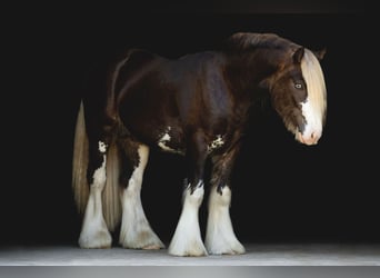 Gypsy Horse, Stallion, 6 years, Brown