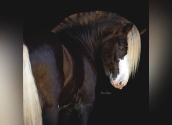 Gypsy Horse, Stallion, 6 years, Brown