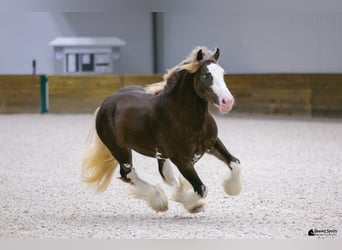 Gypsy Horse, Stallion, 6 years, Brown